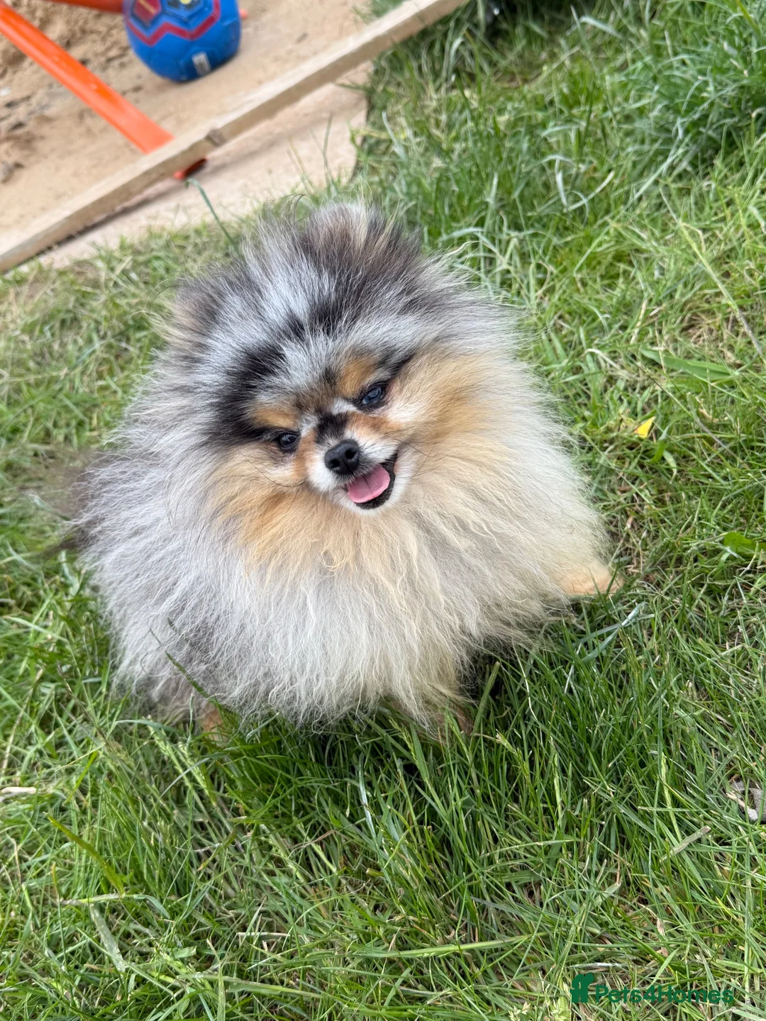 Pomeranian dogs for sale: 🧸 TOP QUALITY POM PUPPIES 🧸 - Advert 16