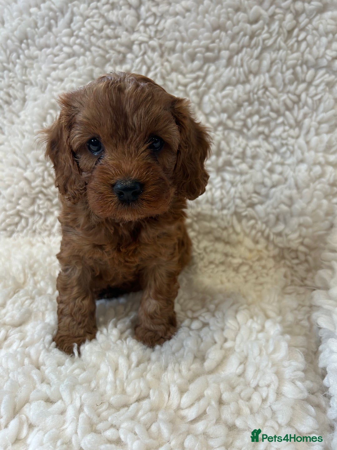 Toy Poodle dogs for stud: EXTENSIVELY HEALTH TESTED TOY POODLE STUD TYSON🌹 in Sheerness - Advert 22