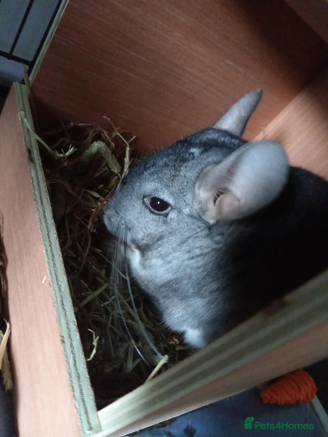 Chinchilla rodents for sale: Grey and white chinchilla  in Redruth - Advert 4