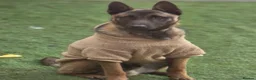 Belgian Shepherd Dog dogs for sale: 9 month old male Belgian Shepard Malinois  - Advert 12