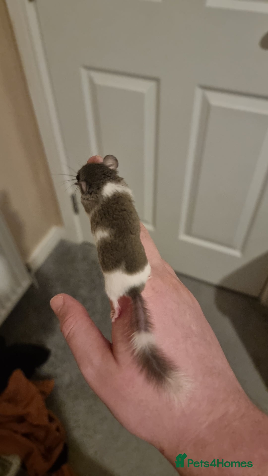 Mouse rodents for sale: Pied African Pygmy Dormice  - Advert 6