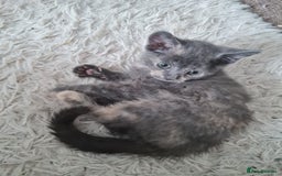 Mixed Breed cats for sale: Beautiful fluffy kittens - Image 4