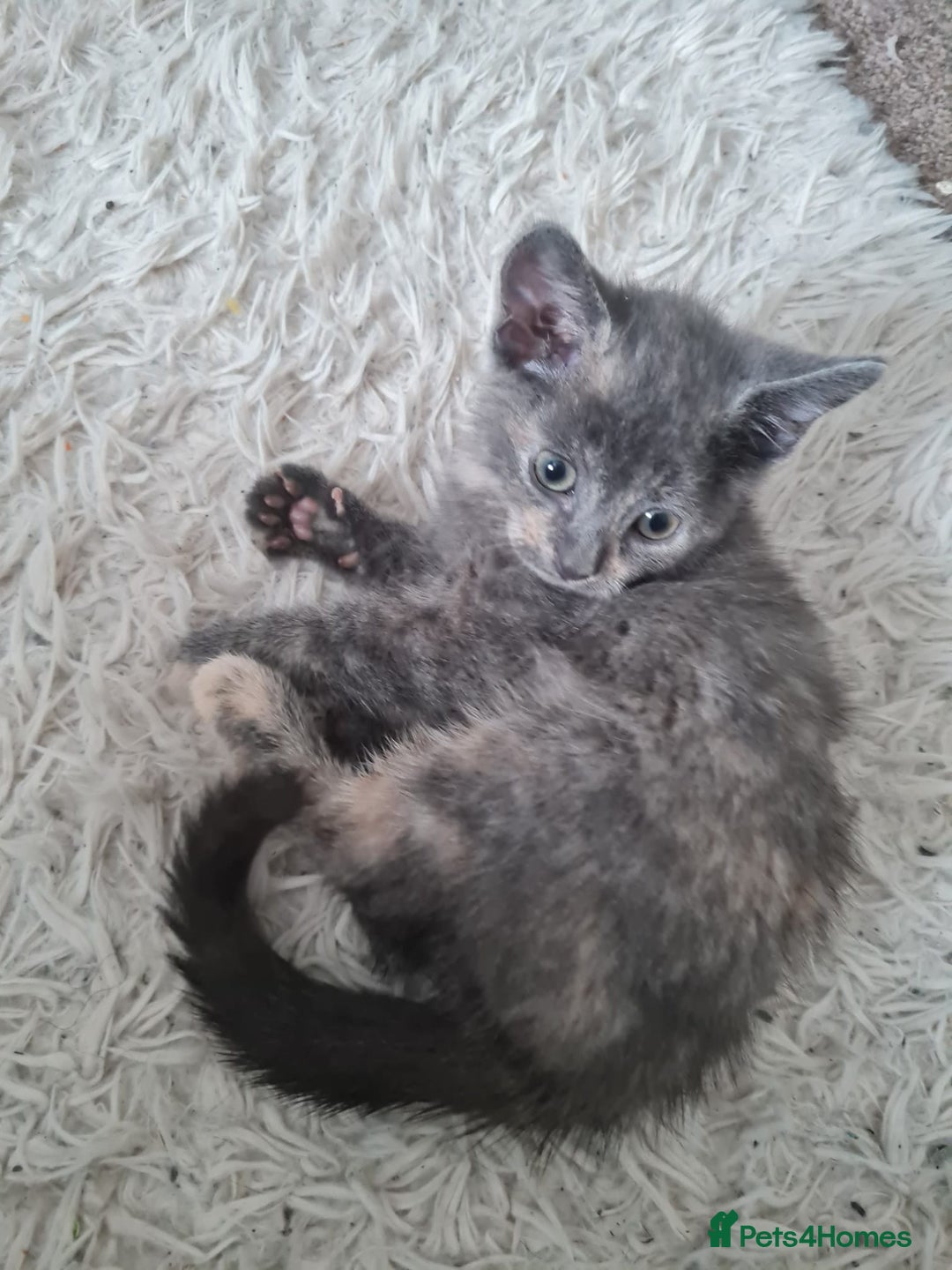 Mixed Breed cats for sale: Beautiful fluffy kittens - Image 4