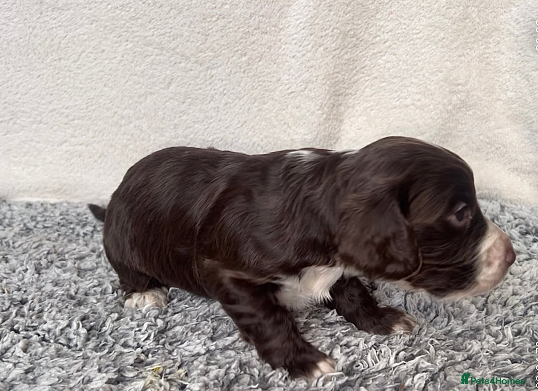 Cocker Spaniel dogs for sale: ✨Beautiful Cocker Spaniel Puppies✨ - Advert 18