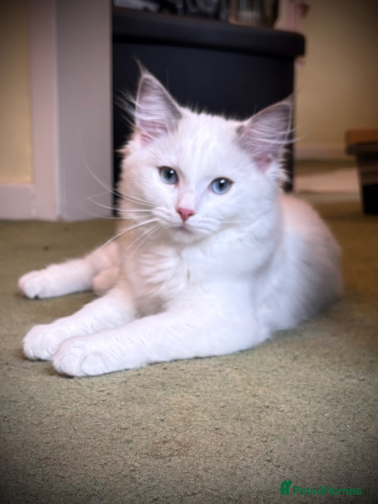 Ragdoll cats LAST GIRL Grand Champion Sired Ragdoll Kittens - Advert 1
