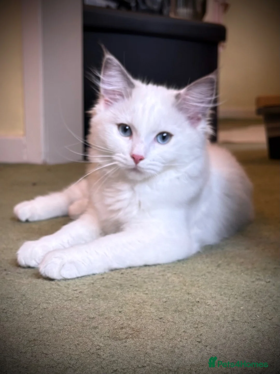 Ragdoll cats for sale: 💕🐾 LAST GIRL AVAILABLE – GRAND CHAMPION SIRED - Advert 2