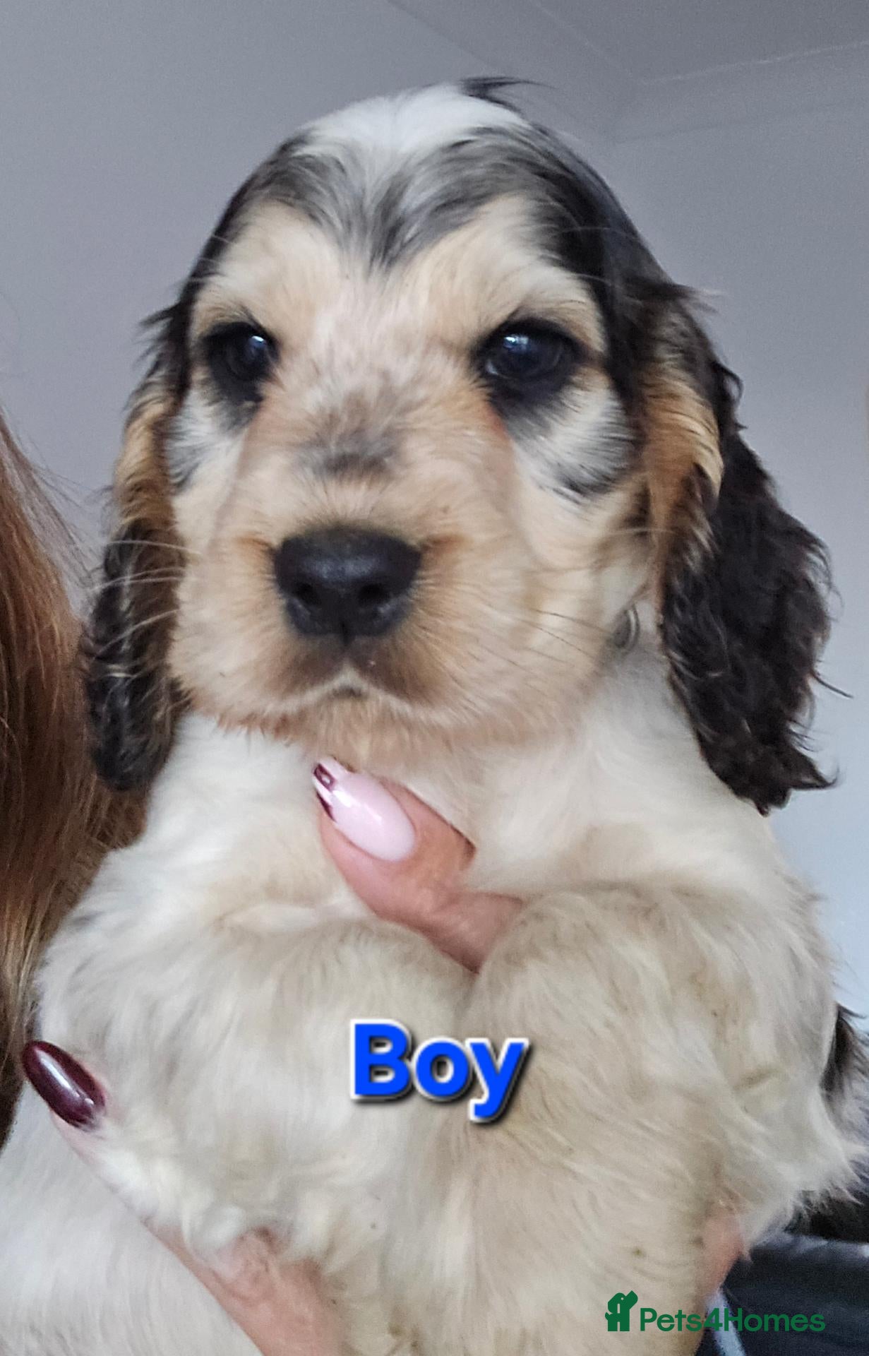 Cocker Spaniel dogs KC Reg Show Cocker Spaniel Pups Health Clear Boys - Advert 2