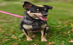 Mixed Breed dogs for adoption: 💖🐶 BUKA 🐶💖 - Image 8