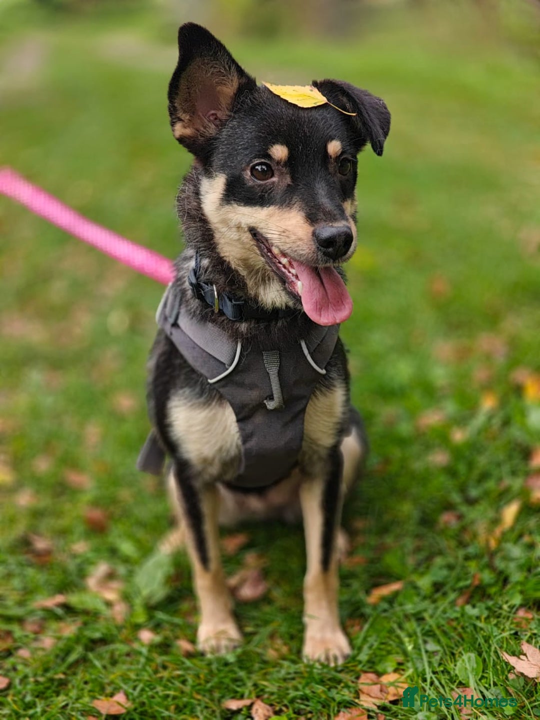 Mixed Breed dogs for adoption: 💖🐶 BUKA 🐶💖 - Image 8