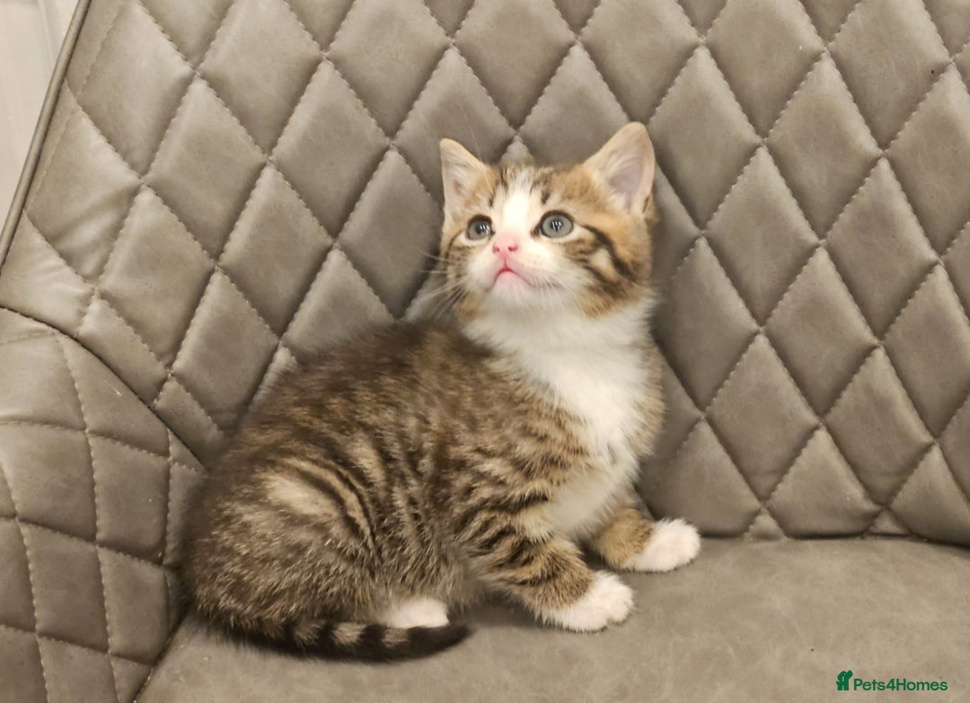 Mixed Breed cats for sale: Beautiful mixed Bengal kitten - Advert 6