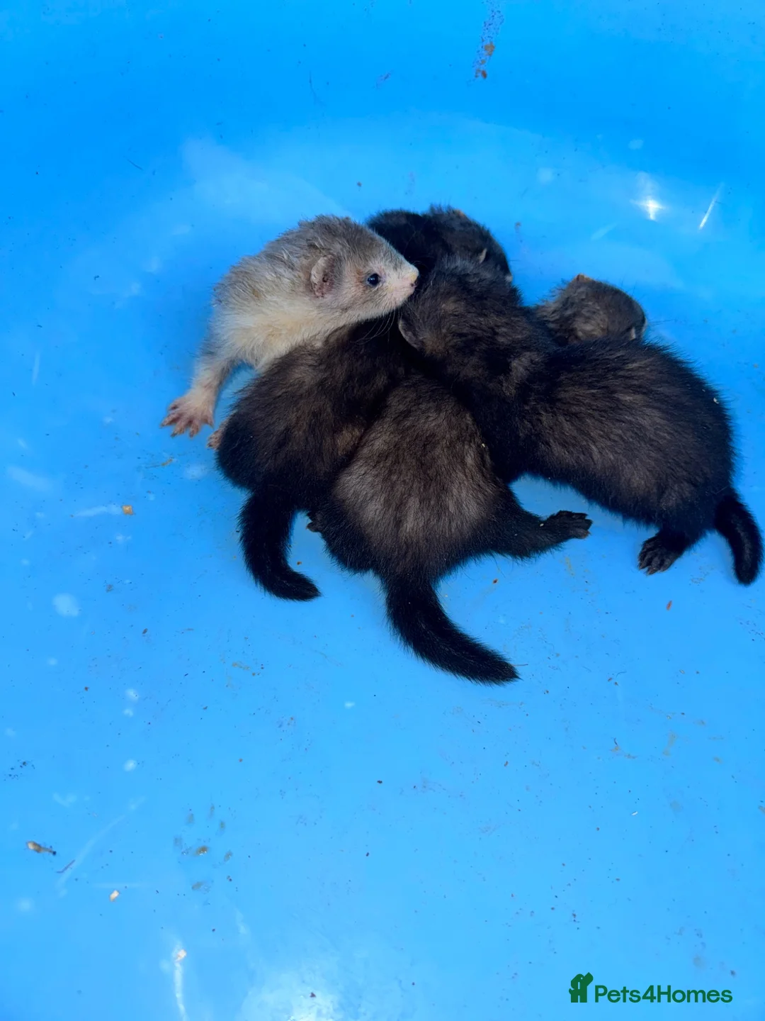 Ferret rodents for sale: Ferret kits  - Advert 7