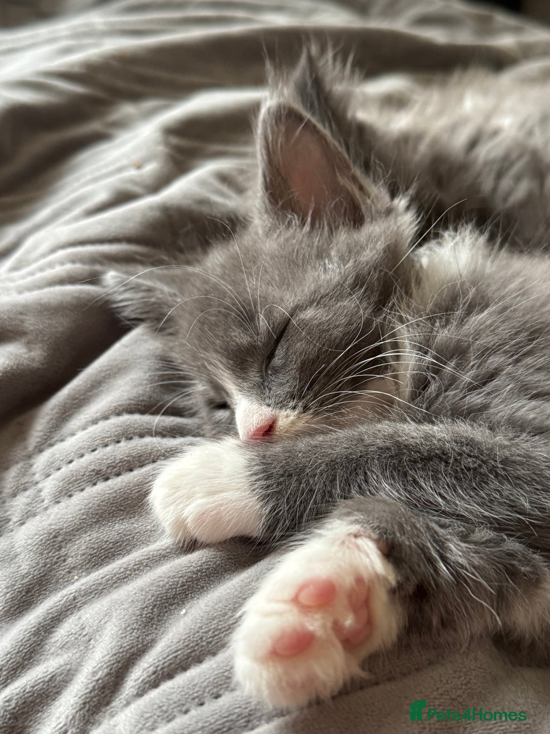 Maine Coon cats for sale: TICA registered large MaineCoon polydactyl kittens - Image 10