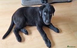 Mixed Breed dogs for sale: Rollie Pup For Sale - Image 4