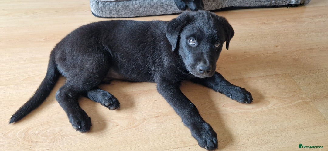 Mixed Breed dogs for sale: Rollie Pup For Sale - Image 4