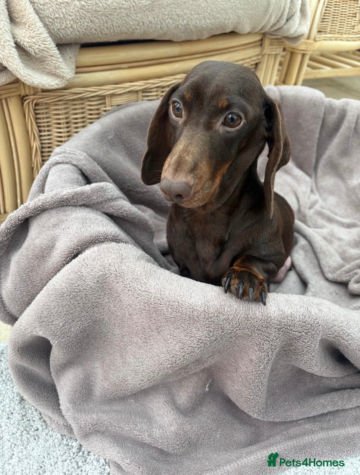 Dachshund dogs for sale: Miniature dachshund puppies  - Advert 1