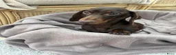 Dachshund dogs for sale: Miniature dachshund puppies  - Advert 1