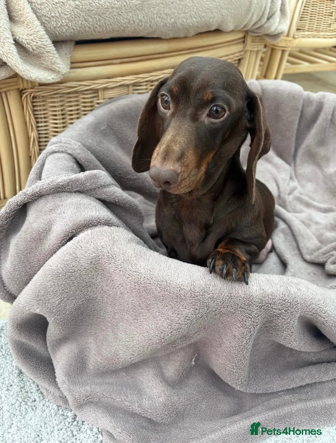 Dachshund dogs for sale: Miniature dachshund puppies  - Advert 1
