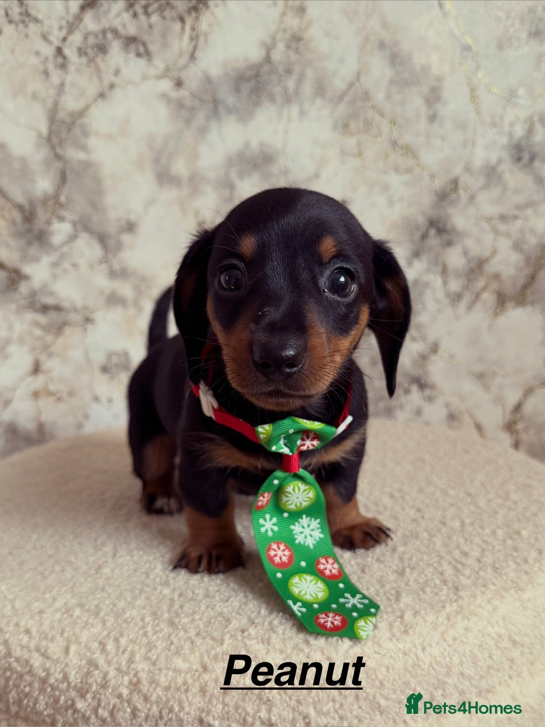 Miniature Dachshund dogs for sale: Miniature Dachshund  - Advert 11