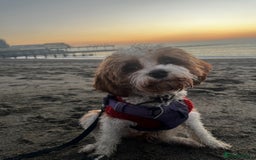 Cavapoo dogs for sale: Cavapoo F1b puppies-5* licensed - Image 2