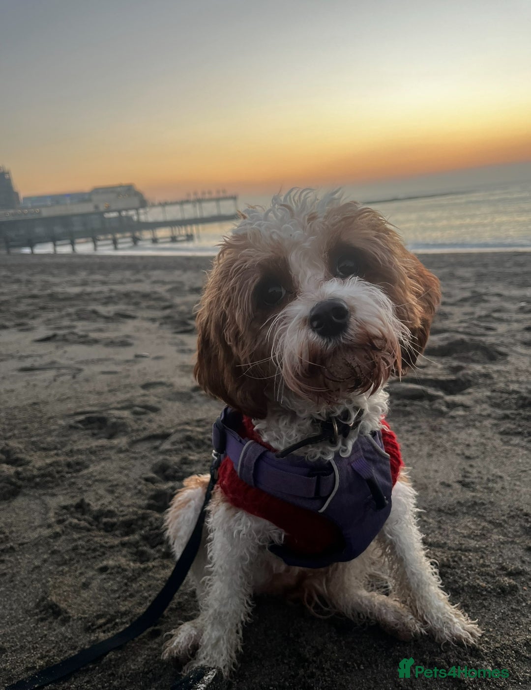 Cavapoo dogs for sale: Cavapoo F1b puppies-5* licensed - Image 2