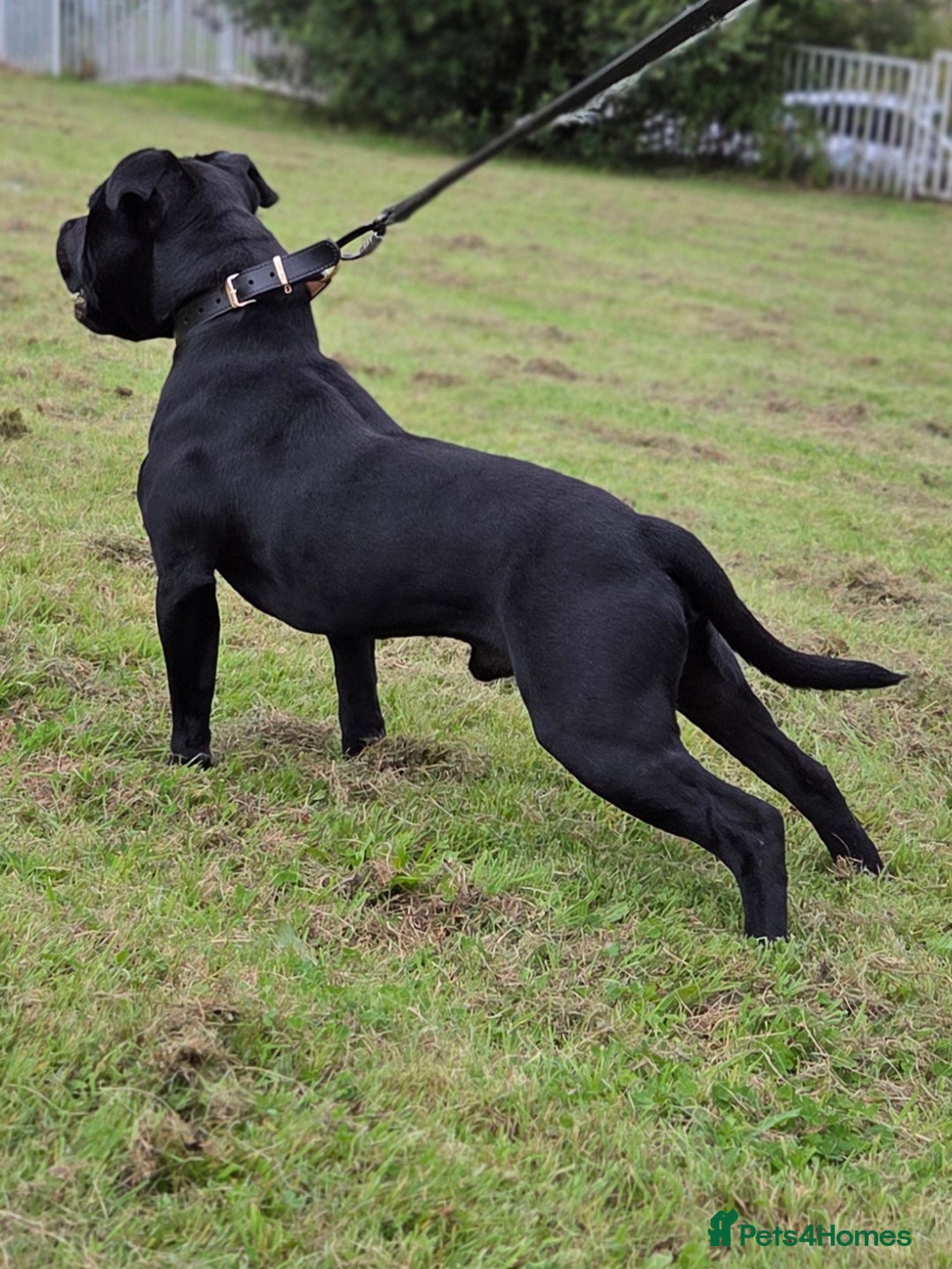 Staffordshire Bull Terrier dogs for stud: TOP QUALITY STUD WITH THE BEST BLOODLINES in Swansea - Image 2