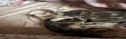 American Shorthair cats for sale: 4 American shorthair kittens - Advert 11