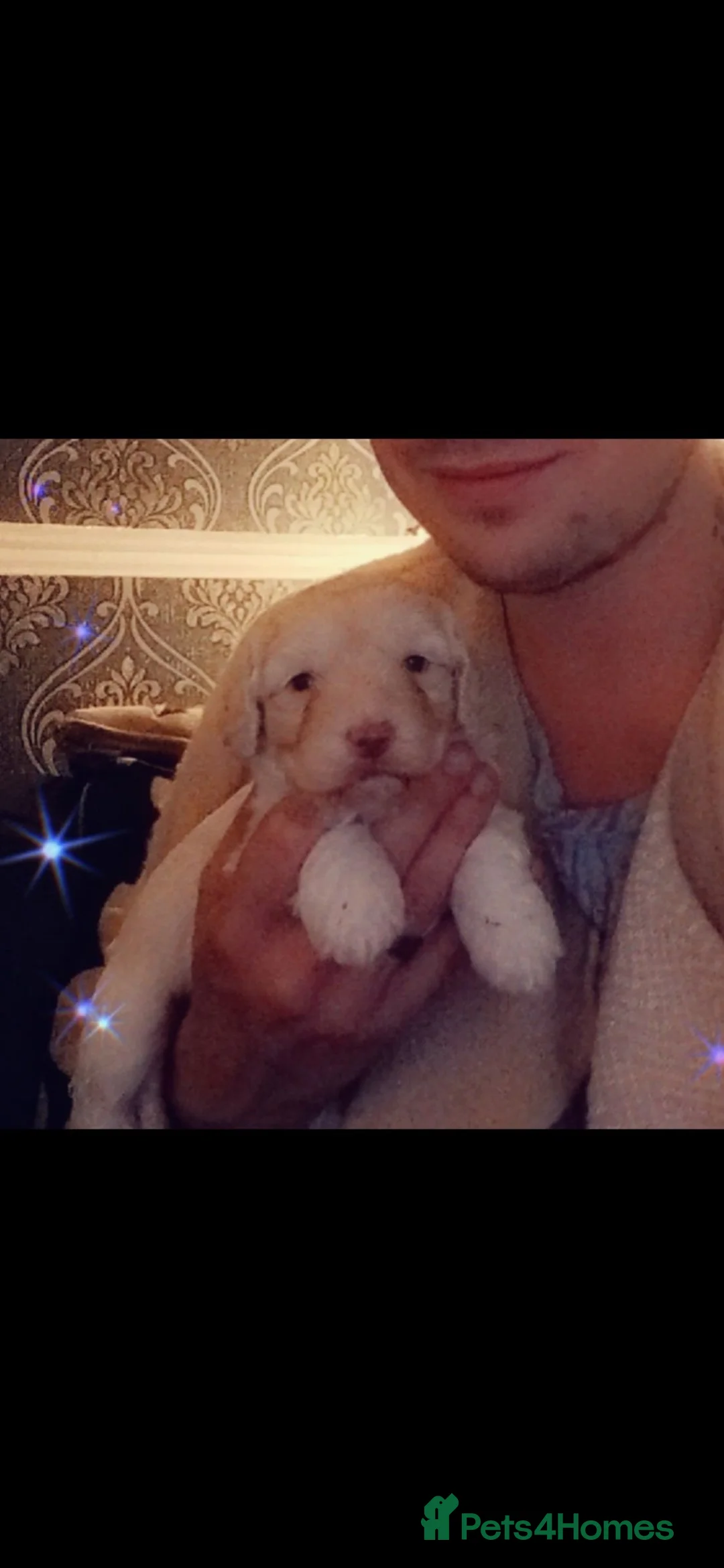 Mini Goldendoodle dogs for sale: 🐾Exceptional F1B Miniature Goldendoodle Puppies🐾 - Advert 1