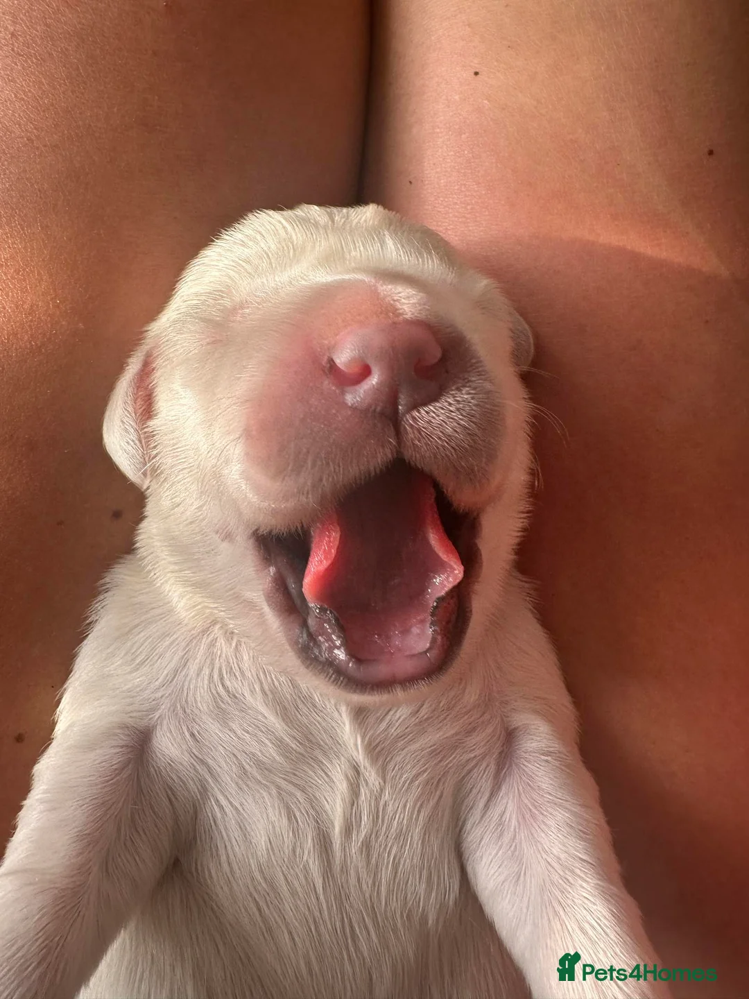 Golden Retriever dogs for sale: February Litter Announcement  - Advert 18