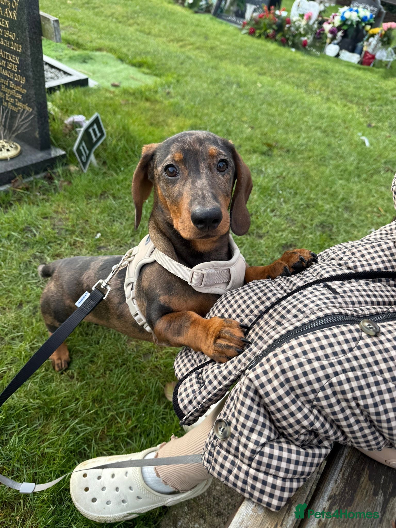 Dachshund dogs 1 year old, looking for new home  - Advert 9