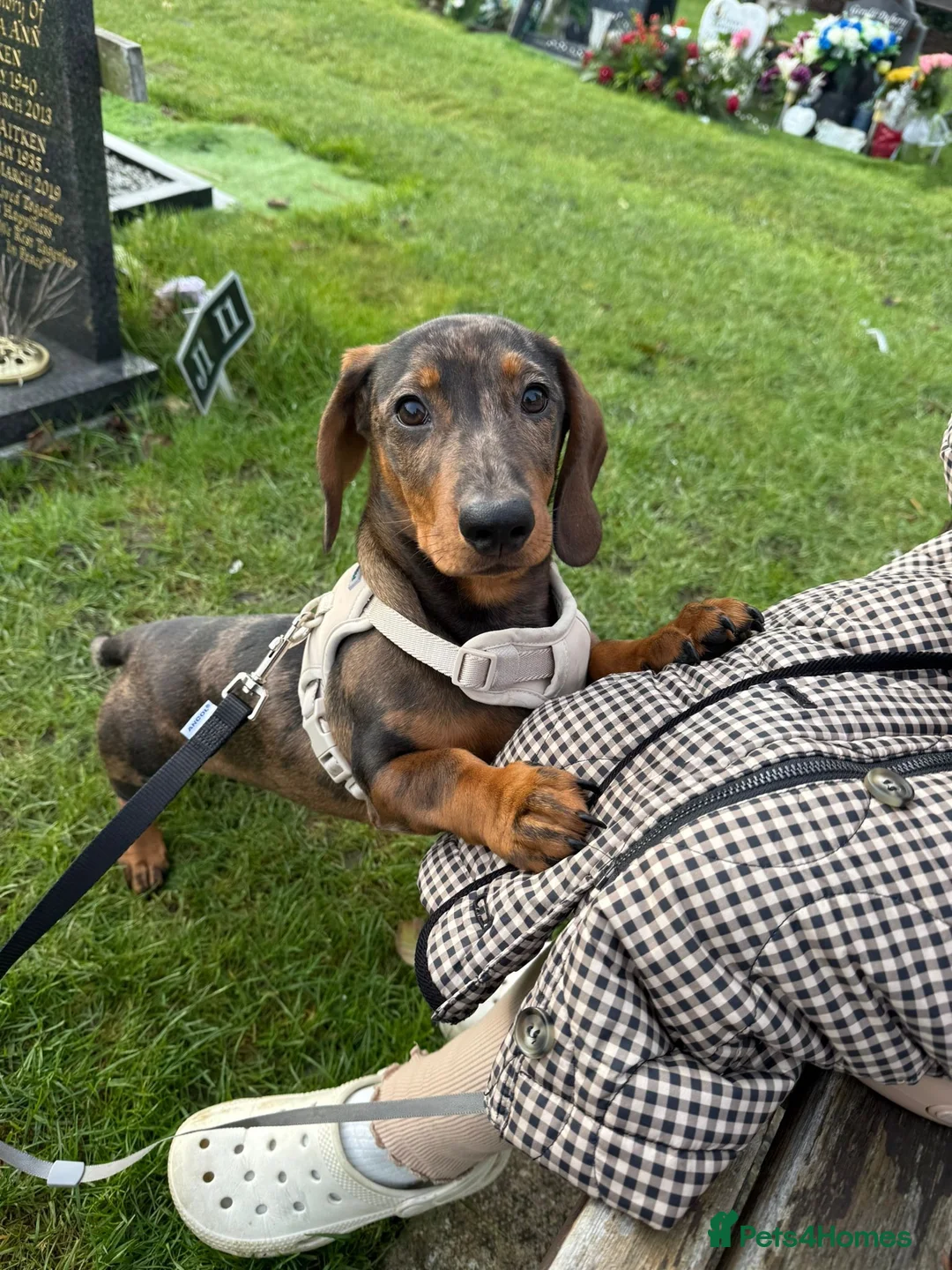 Dachshund dogs for sale: 1 year old, looking for new home  - Advert 1