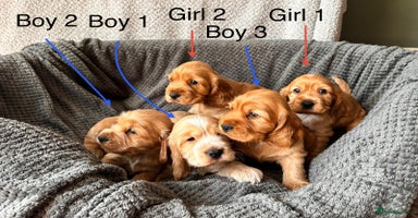 Cocker Spaniel dogs - Advert 12