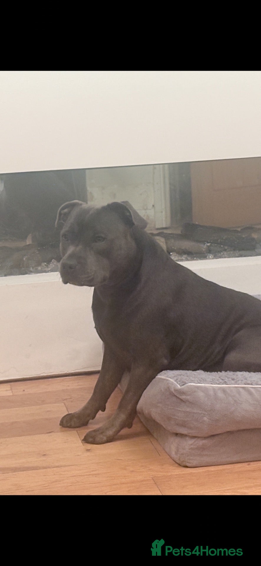 Staffordshire Bull Terrier dogs Staffordshire Bull Terrier puppies  - Advert 2