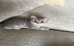 British Shorthair cats for sale: Beautiful rare colour BSH kittens  - Image 9