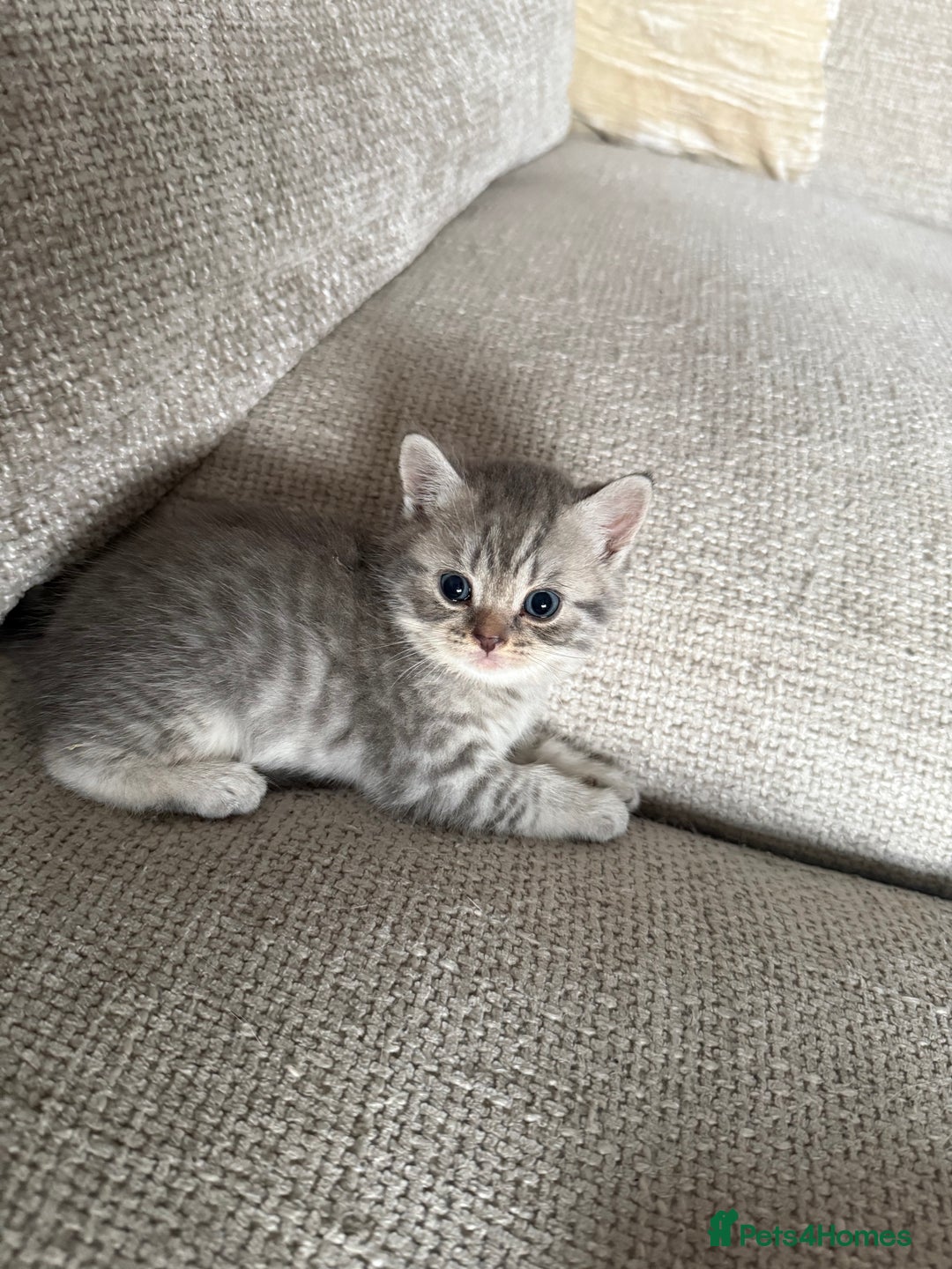 British Shorthair cats for sale: Beautiful rare colour BSH kittens  - Image 9