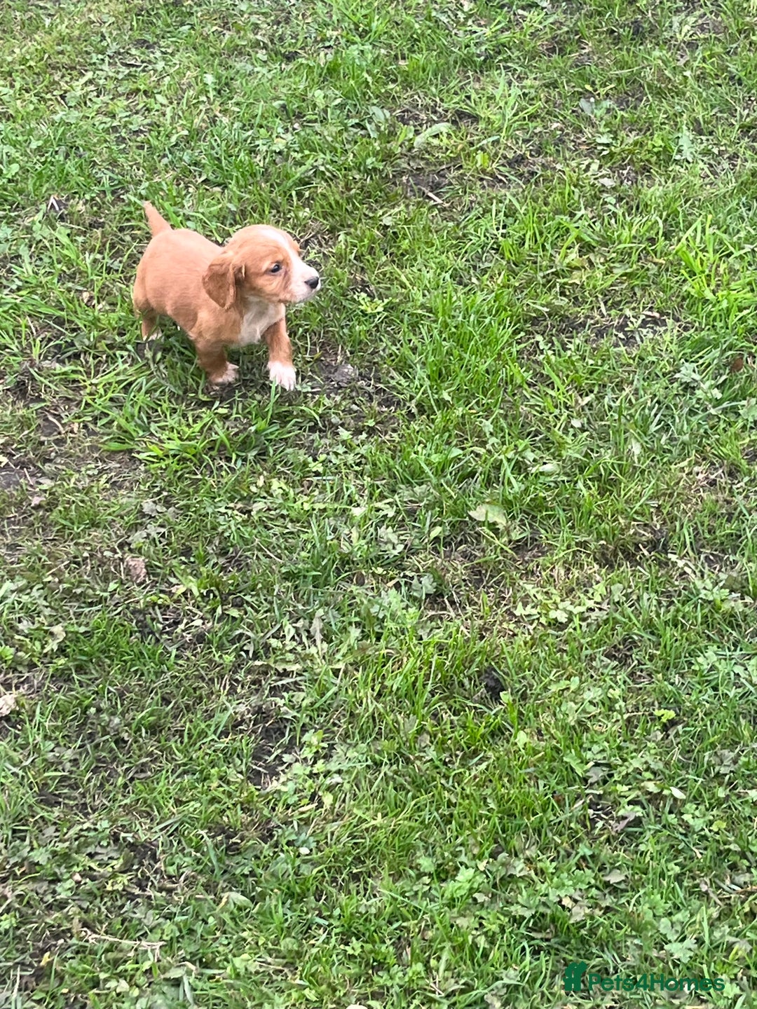Cocker Spaniel dogs for sale: 7 gorgeous cocker spaniel puppies - Image 15