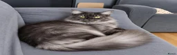 Maine Coon cats for sale: ¾ Maine coon kittens  - Advert 10