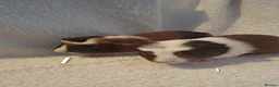 Guinea Pig rodents for sale: Beautiful Baby guineas ready now ♥️ - Advert 18