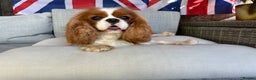 Cavalier King Charles Spaniel dogs for stud: KC Reg Health Tested Excellent Pedigrees for STUD in Nottingham - Advert 11