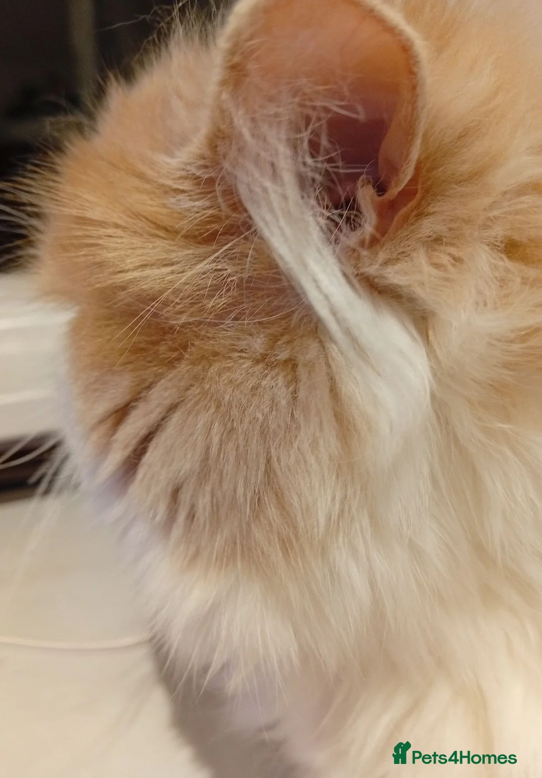 Persian cats for stud: Veronik - Advert 3