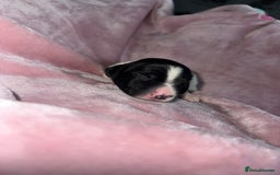 English Springer Spaniel dogs for sale: English springer spaniel.Ready to leave 21/11/25 - Image 24