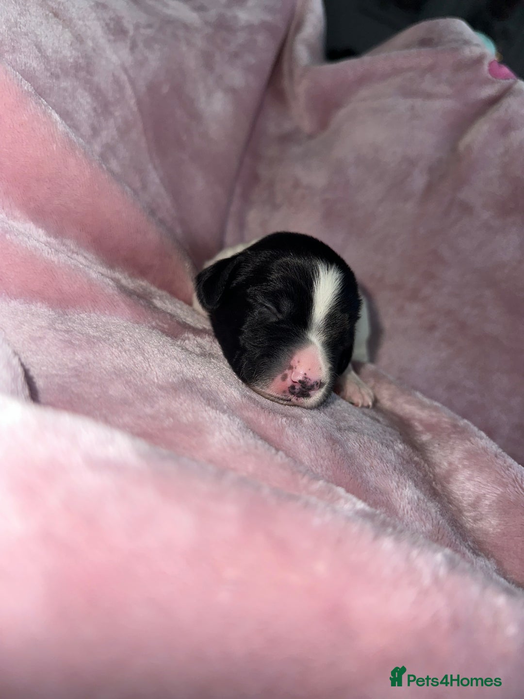 English Springer Spaniel dogs for sale: English springer spaniel.Ready to leave 21/11/25 - Image 24