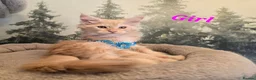 Maine Coon cats for sale: Amazing pure bread Maine Coons kittens  - Advert 22