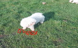 Poochon dogs for sale: Bambi and her mum Poppy need a new loving Family - Image 11