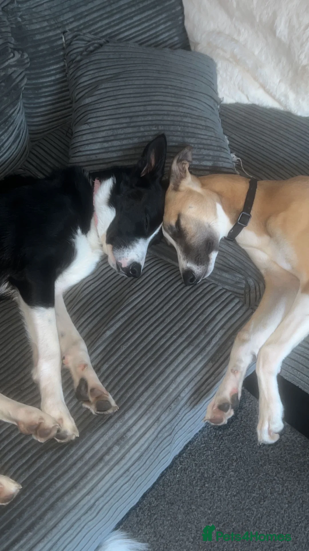 Lurcher dogs for stud: Lurcher for stud - Advert 21