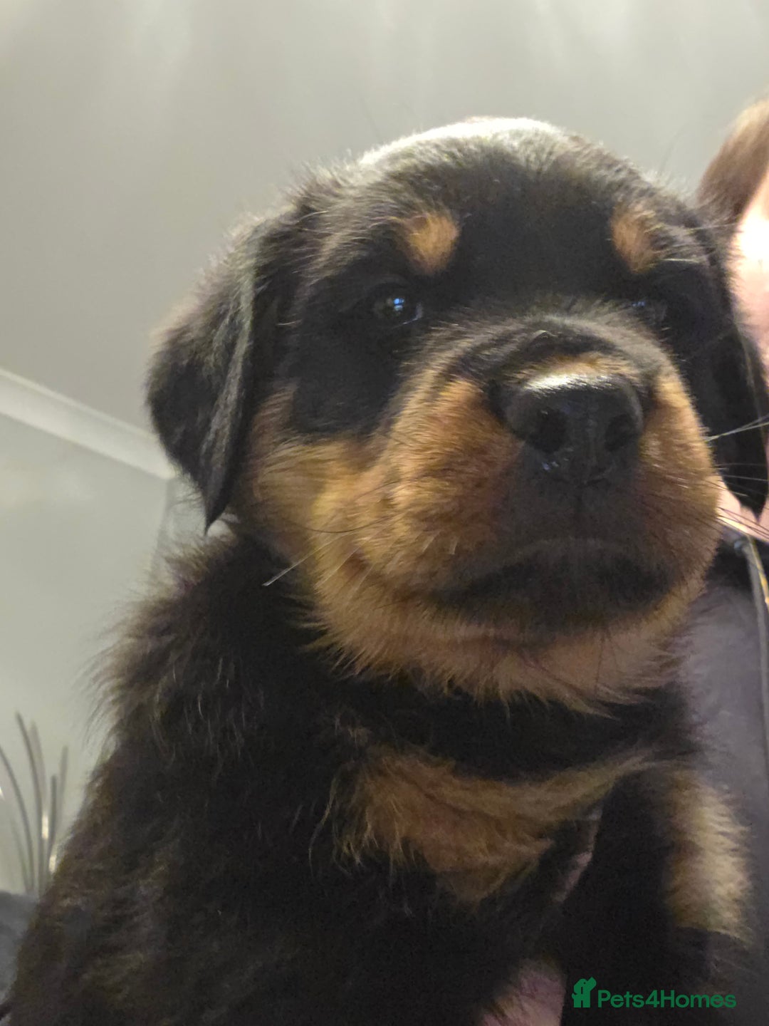 Rottweiler dogs for sale: ***Ready Now*** KC Registered Rottweiler Puppies - Advert 4