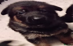 German Shepherd dogs for sale: German Shepherd pups black and gold - Image 3