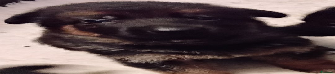 German Shepherd Puppy 3