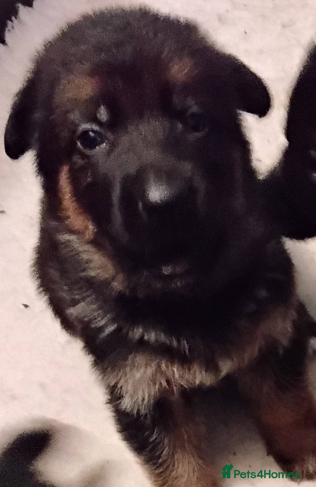 German Shepherd dogs for sale: German Shepherd pups black and gold - Image 3