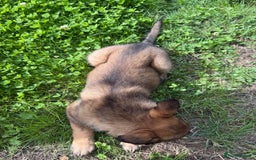 German Shepherd dogs for sale: Germany 🇩🇪 shepherd puppies dogs 🐕 big boned - Image 17