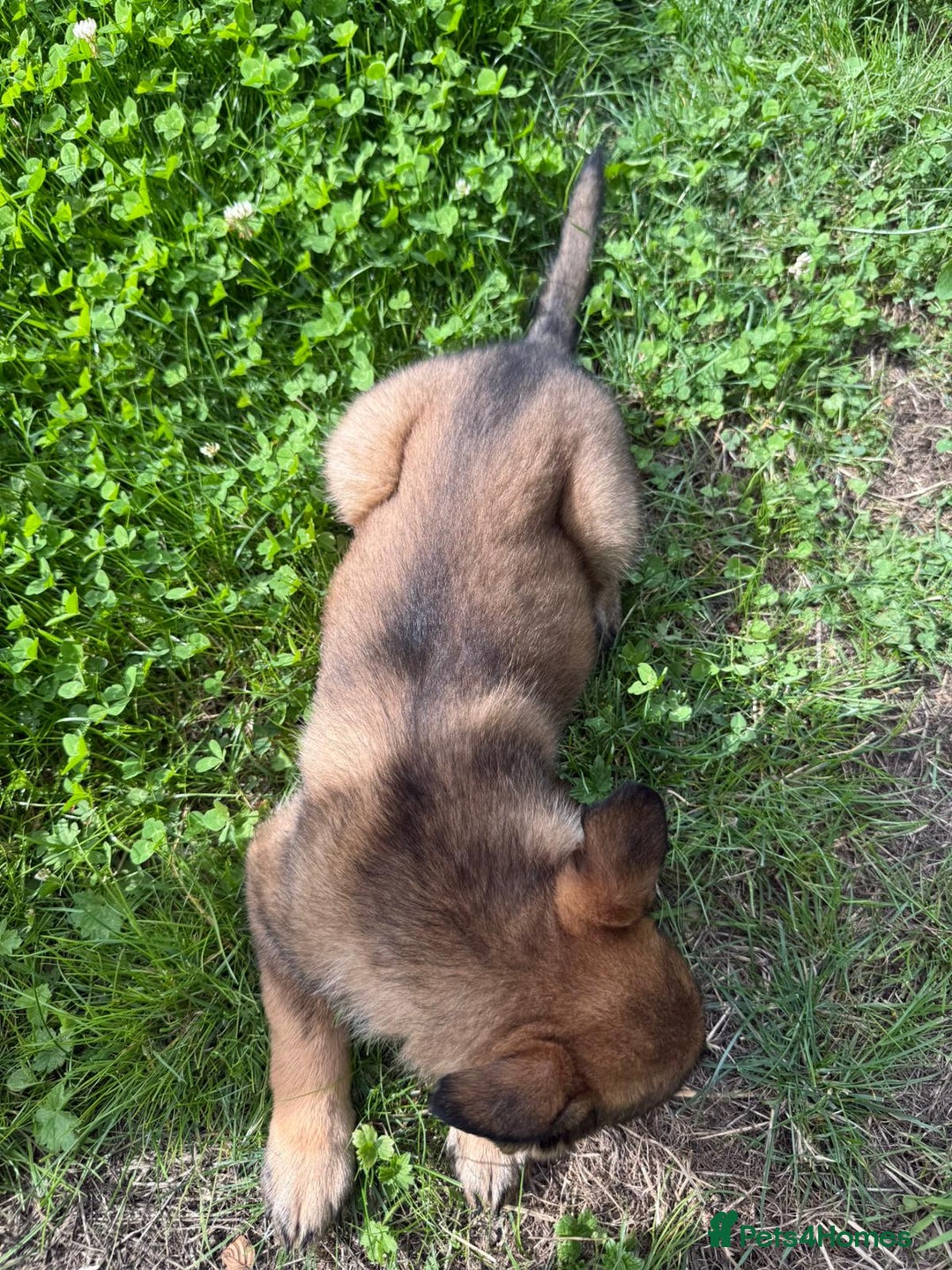 German Shepherd dogs for sale: Germany 🇩🇪 shepherd puppies dogs 🐕 big boned - Image 17